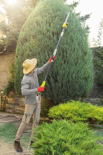 Best Local Tree Services  in USA